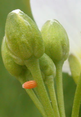 Anthocharis cardamines, egg