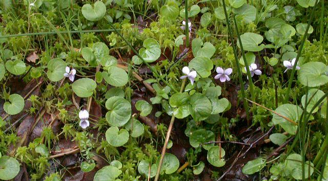 Viola palustris