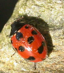 Coccinella undecimpunctata