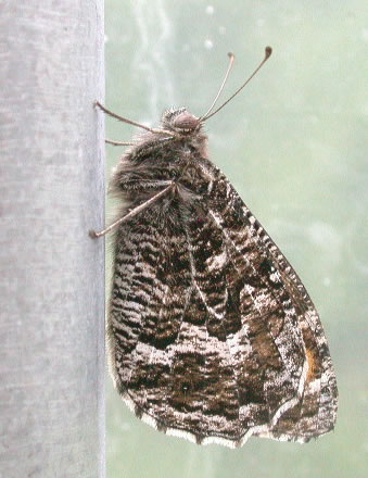 Hipparchia semele