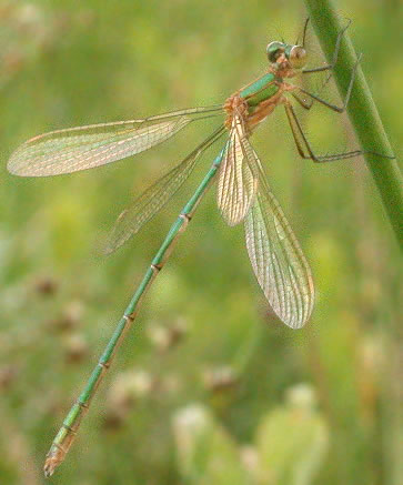 Lestes sponsa, female