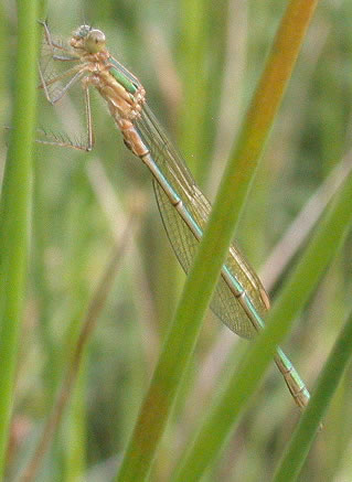 Lestes sponsa, female