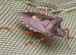 Pentatoma rufipes