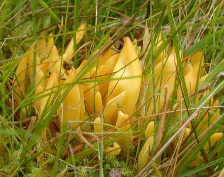 Clavulinopsis fusiformis