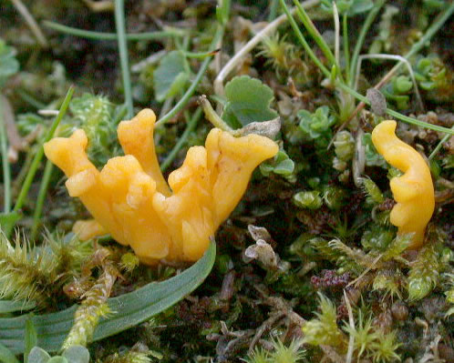 Clavulinopsis corniculata f. corniculata