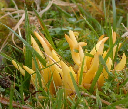 Clavulinopsis fusiformis