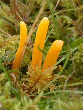 Clavulinopsis helvola