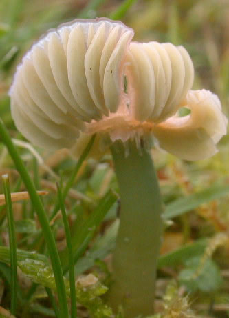Hygrocybe psittacina var psittacina