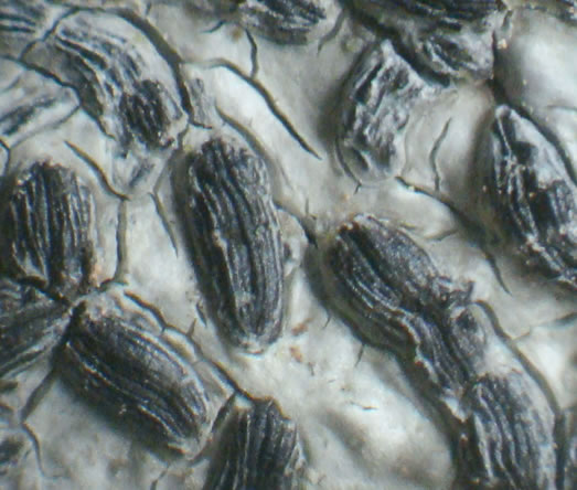 Graphis elegans