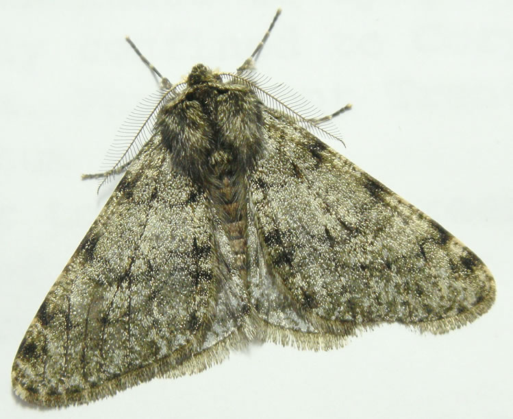 Phigalia pilosaria