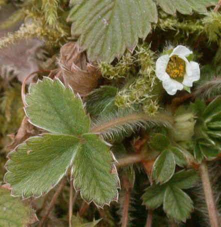 Potentilla sterilis