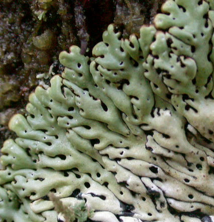 Menegazzia terebrata