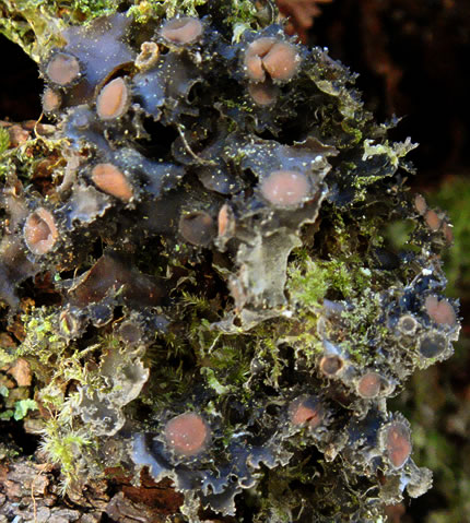 Leptogium burgessii