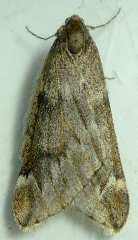 Alsophila aescularia