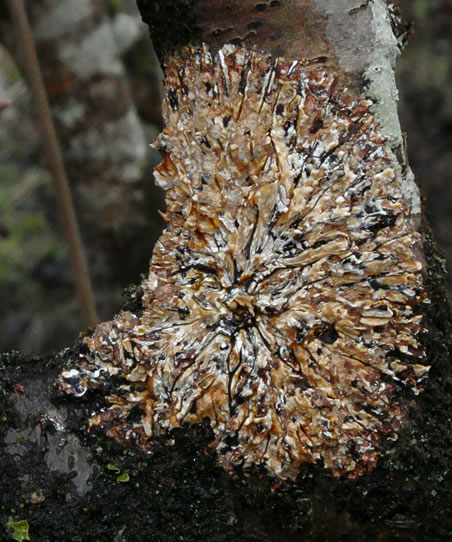Hypocreopsis rhododendri