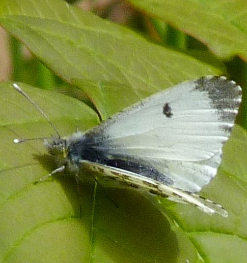 Anthocharis cardamines, female