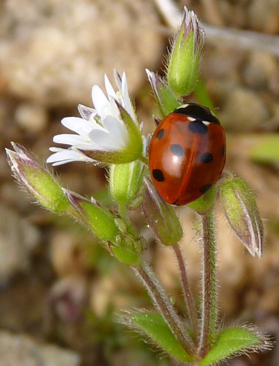 Coccinella septempunctata