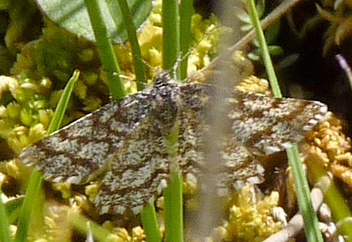 Ematurga atomaria