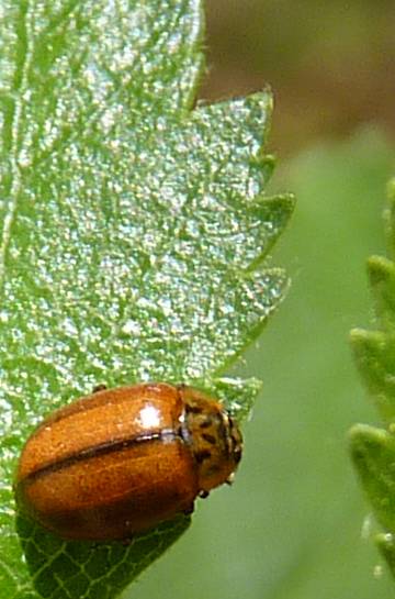 Aphidecta obliterata