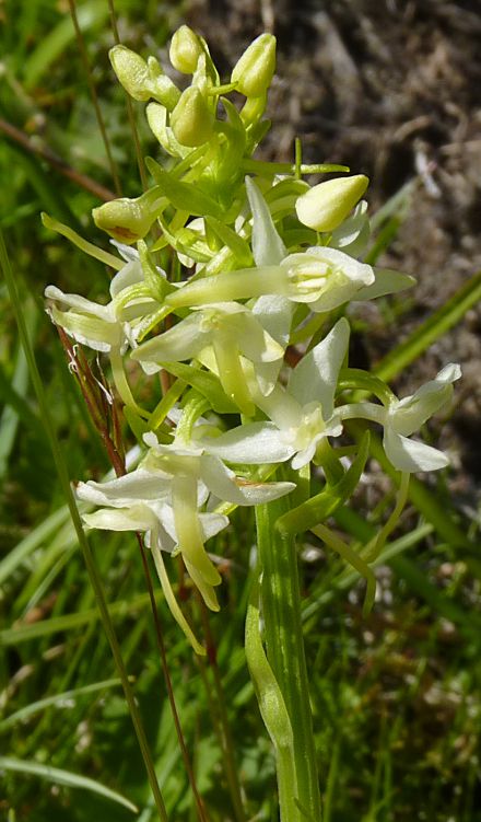 Platanthera bifolia