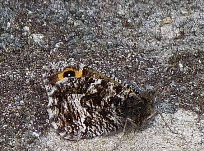 Hipparchia semele