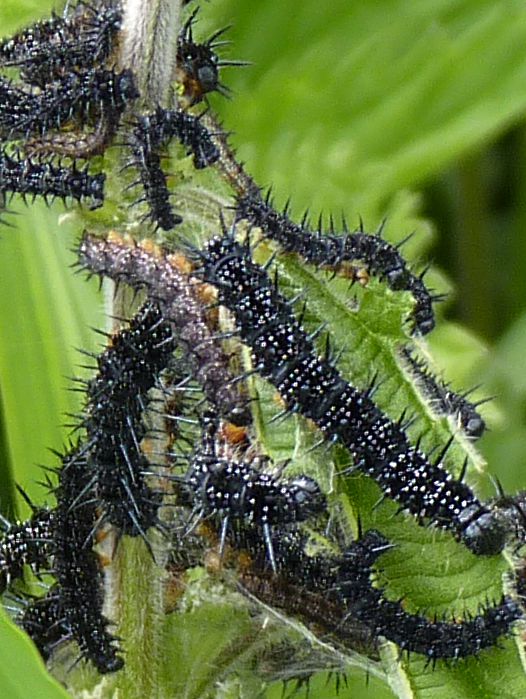 Inachis io caterpillars