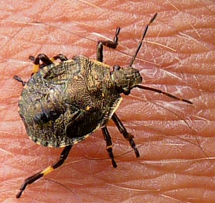 Rhacognathus punctatus, nymph