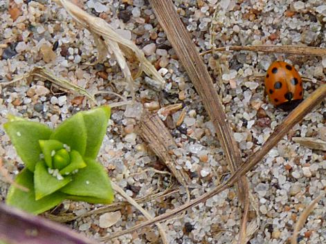Coccinella 11-punctata