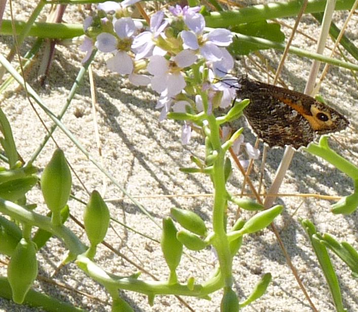 Hipparchia semele on Cakile maritima