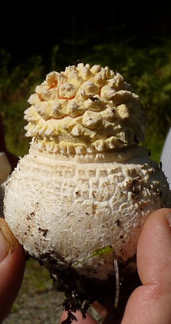 Amanita muscaria, young