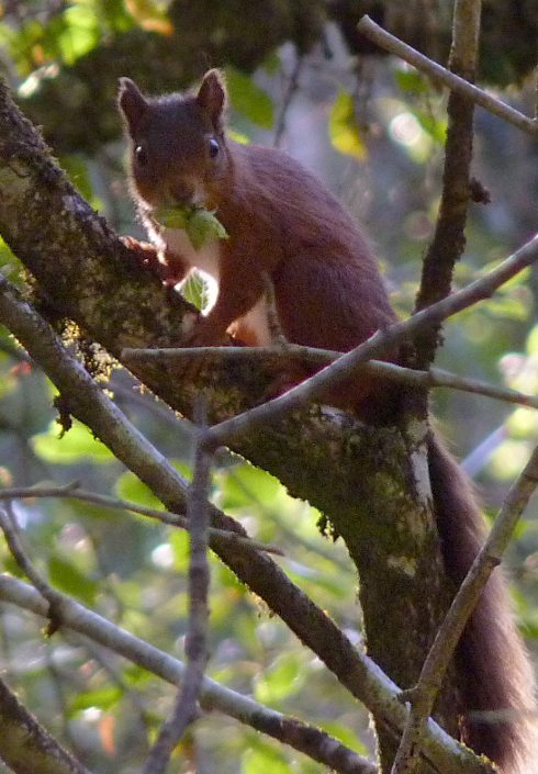Sciurus vulgaris