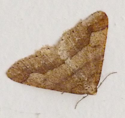 Agriopis marginaria