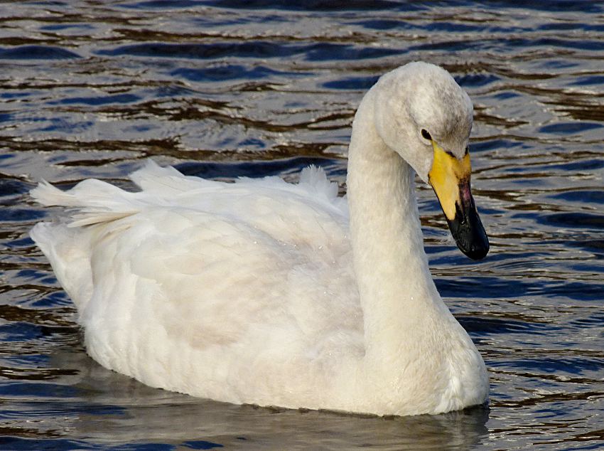 Cygnus cygnus