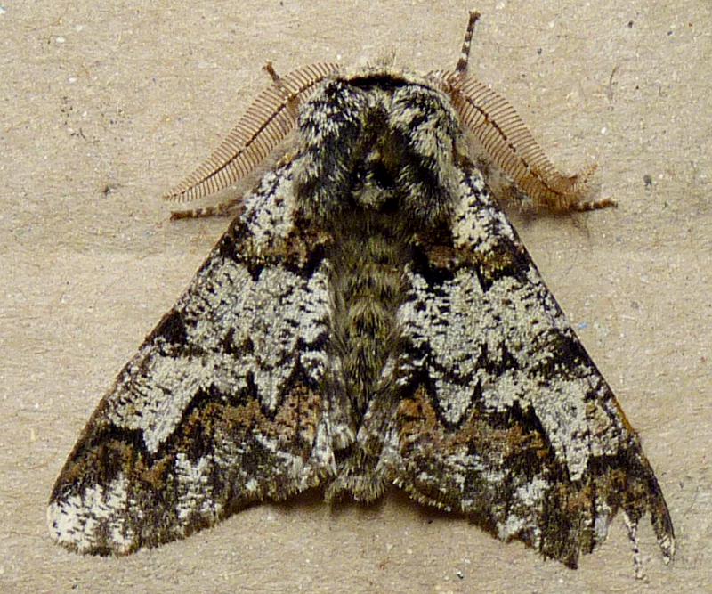 Biston strataria