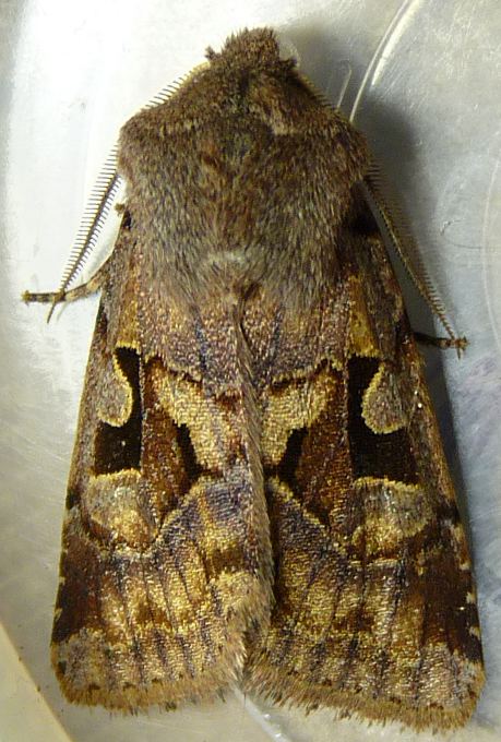 Orthosia gothica