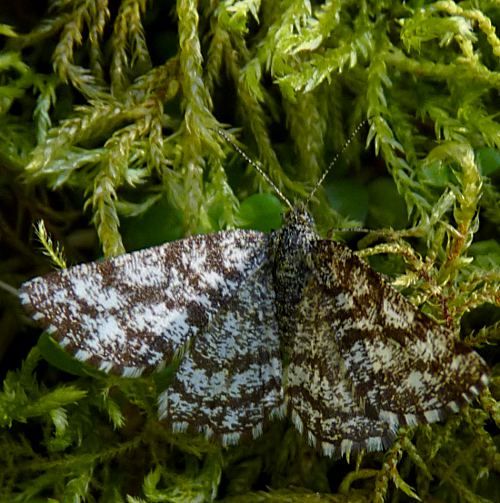 Ematurga atomaria