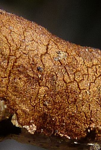 Hymenochaete corrugata