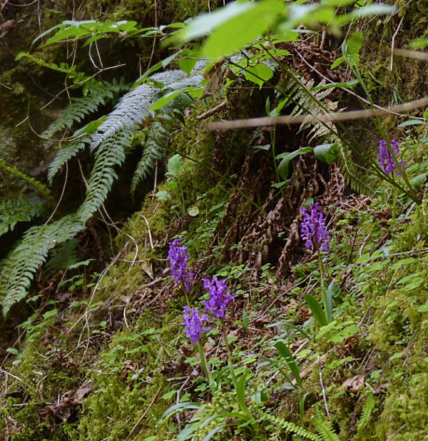 Orchis mascula