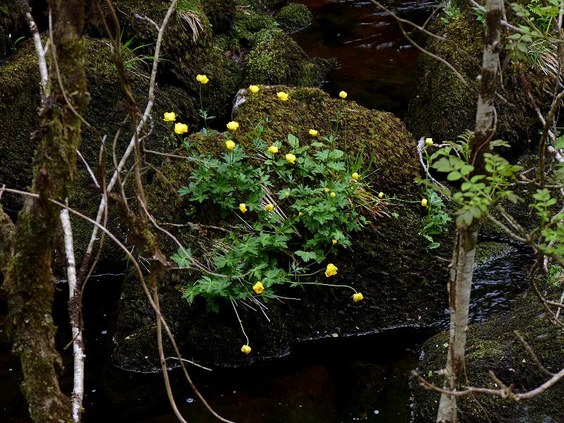 Trollius europaeus