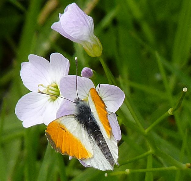 Anthocharis cardamines