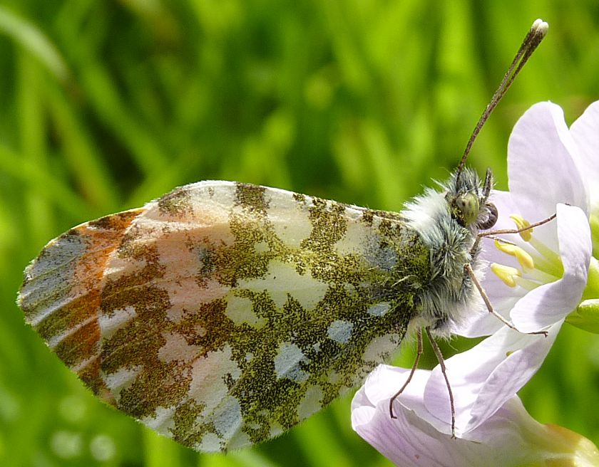Anthocharis cardamines