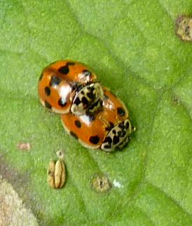 Adalia 10-punctata