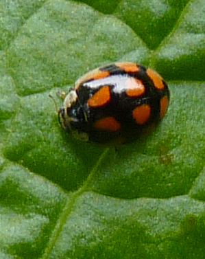 Adalia 10-punctata