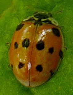 Adalia 10-punctata