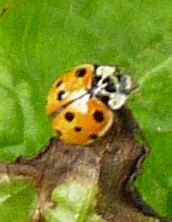 Adalia 10-punctata