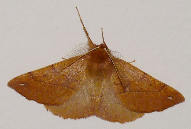 Colotois pennaria