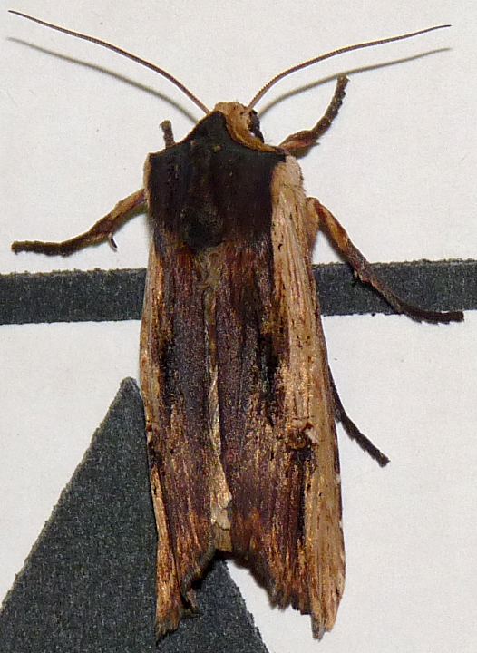 Xylena vetusta
