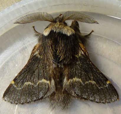 Poecilocampa populi