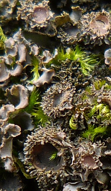 Leptogium burgessii