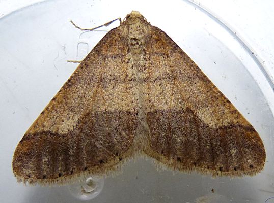 Agriopis marginaria